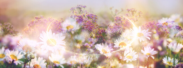 Fototapeta na wymiar Flowers in the meadow, double exposure on purple and daisy flowers, beautiful nature in meadow
