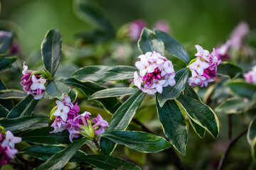Closeup of fragrant pink flowers winter Daphne blooming in a cold winter garden

