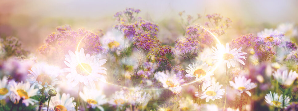 Flowers in the meadow, double exposure on purple and daisy flowers, beautiful nature in meadow