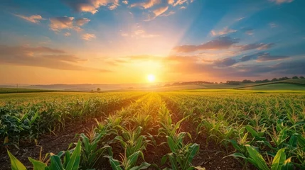 Zelfklevend Fotobehang corn field or maize field at agriculture farm in the morning sunrise © ANEK