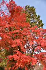 秋の三井寺　境内の紅葉　滋賀県大津市