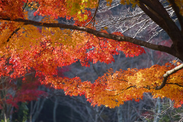 秋の三井寺　境内の紅葉　滋賀県大津市