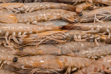 fish market with many different fresh fishes