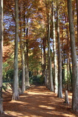 福岡県築上町のメタセの杜風景、