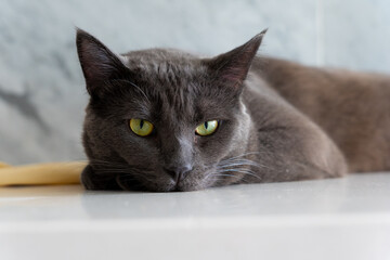 cat lying down on a white counter with green eyes.