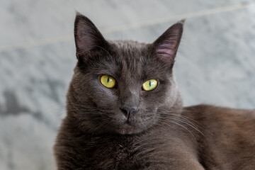 A Black cat on a white countertop with a marble background. A black cat in the kitchen. Pets.