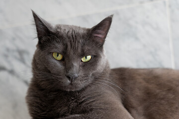 cat lying down on a white counter with green eyes.
