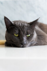 A Black cat on a white countertop with a marble background. A black cat in the kitchen. Pets.