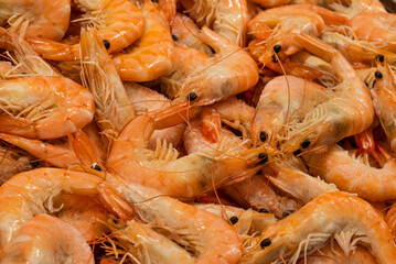 fish market with many different fresh fishes