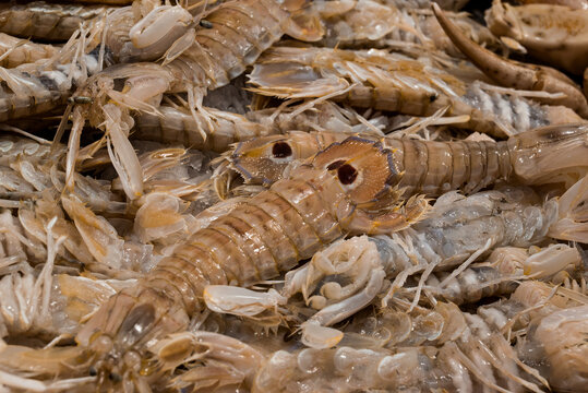 fish market with many different fresh fishes