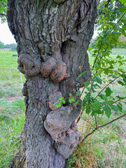 Baumkrebs Wucherungen an einem alten Obstbaum