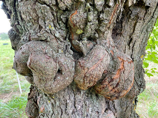 Baumkrebs Wucherungen an einem alten Obstbaum