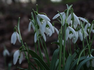 Snowdrops at a park in Szczecin Poland