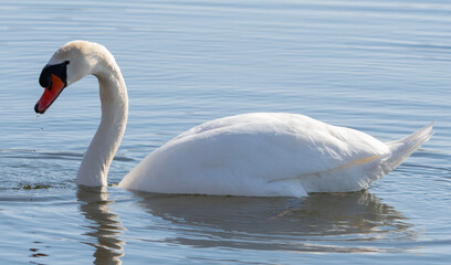 Swan a swimming