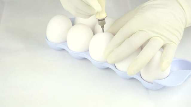 Egg inoculation inoculum vaccines virus replication 
