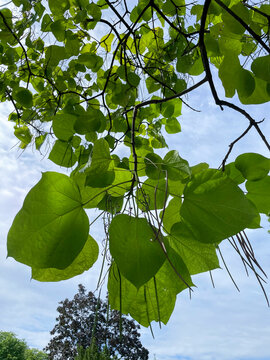 Bohnenbaum, Catalpa, mit langen Bohnen Fr&uuml;chten und gro&szlig;en Bl&auml;ttern