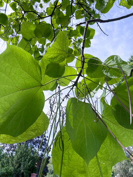 Bohnenbaum, Catalpa, mit langen Bohnen Fr&uuml;chten und gro&szlig;en Bl&auml;ttern