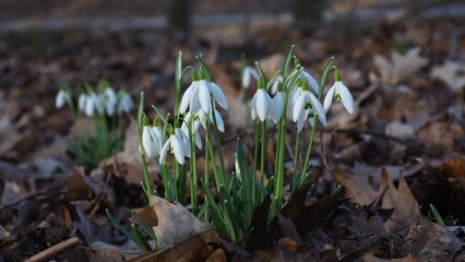 white snowdrop at a park 