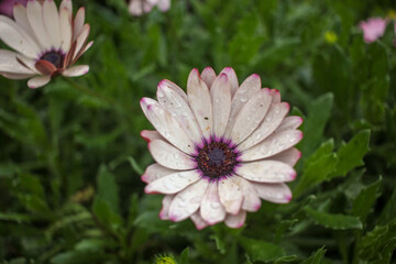 daisy with drops of rain in its petals