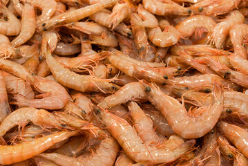fish market with many different fresh fishes