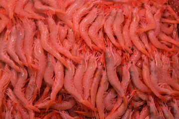 fish market with many different fresh fishes