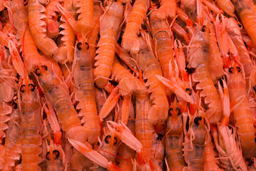 fish market with many different fresh fishes