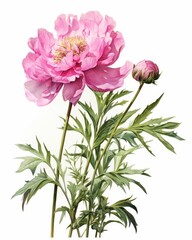 Vintage peonies botanical illustrations with delicate details on solid white background