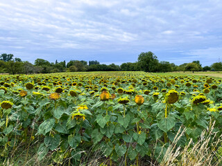 Feld mit verblühten, trockenen Sonnenblumen und Sonnenblumenkernen