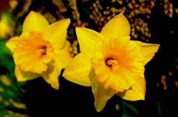 Obraz premium Flores fotografiadas en su ambiente natural con lente macro