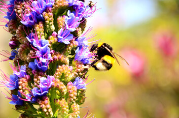 Abejorro posado sobre flor en su ambiente natural, fotografiado con lente macro