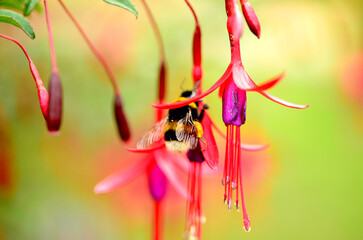 Abejorro posado sobre flor en su ambiente natural, fotografiado con lente macro