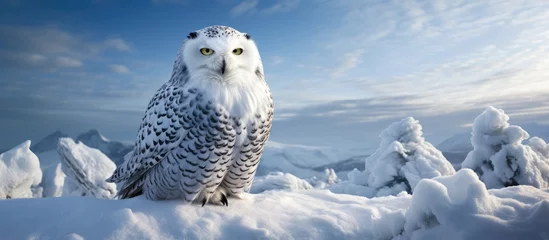 Zelfklevend Fotobehang A polar owl, known as Bubo scandiacus, sits atop a mound of snow in a wintry landscape. The white-feathered owl is perched elegantly, surveying its surroundings with its piercing gaze. © TheWaterMeloonProjec