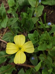 yellow flowers in the garden
