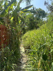 way in the forest in country Thailand
