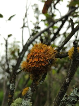 Yellow moss 