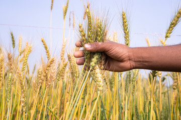 Farmer Hand holding wheat grain spike in the field