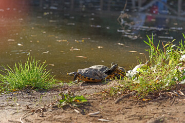 Little turtles bask in the sun on the shore of a wild pond in the park