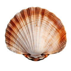 Scallop seashell ocean animal, isolated on transparent background cutout