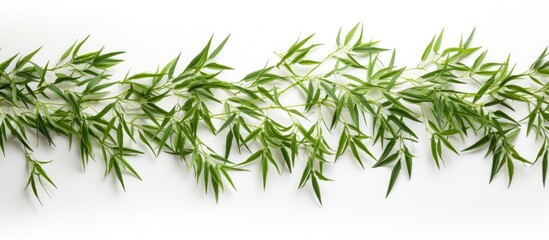 This close-up view showcases the vibrant green bamboo leaves against a clean white background,...