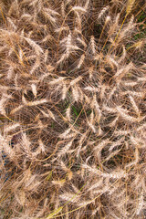 Top View of Ripe Wheat grain spike in the field