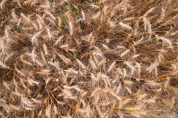Top View of Ripe Wheat grain spike in the field