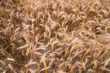Top View of Ripe Wheat grain spike in the field