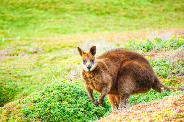 エサを探しているカンガルーと目が合う