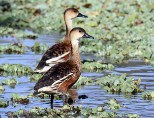 Wandering whistling-ducks bird standing in a lagoon of water