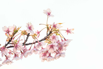 早咲きの河津桜の花が咲く。透き通るような花びら。