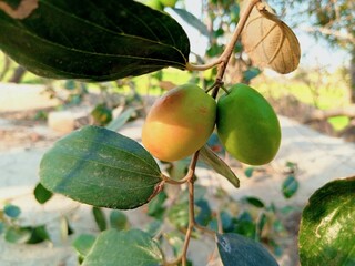 Close-up view of jujube fruit on tree.