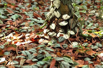 Scindapsus pictus exotica in the Forest 