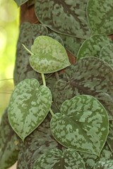 Scindapsus pictus exotica in the Forest 