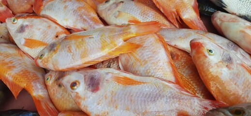 Fresh raw fish sale at traditional market. Fish vibrant color background