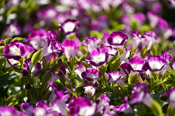 Wishbone flowers blooms in spring. Purple color flowers in sunlight grown at the natural park in Chennai, Tamilnadu.